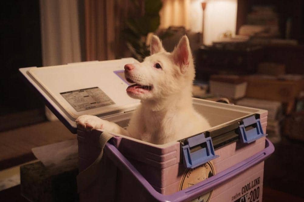 7 Fakta Gohan, Anjing yang Jadi Peneman Sepi .jpg
