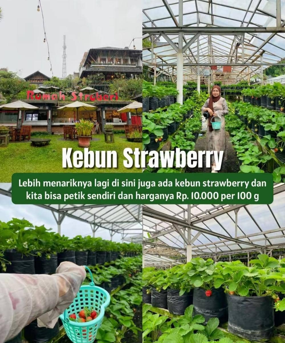 Rumah Stroberi di Bandung