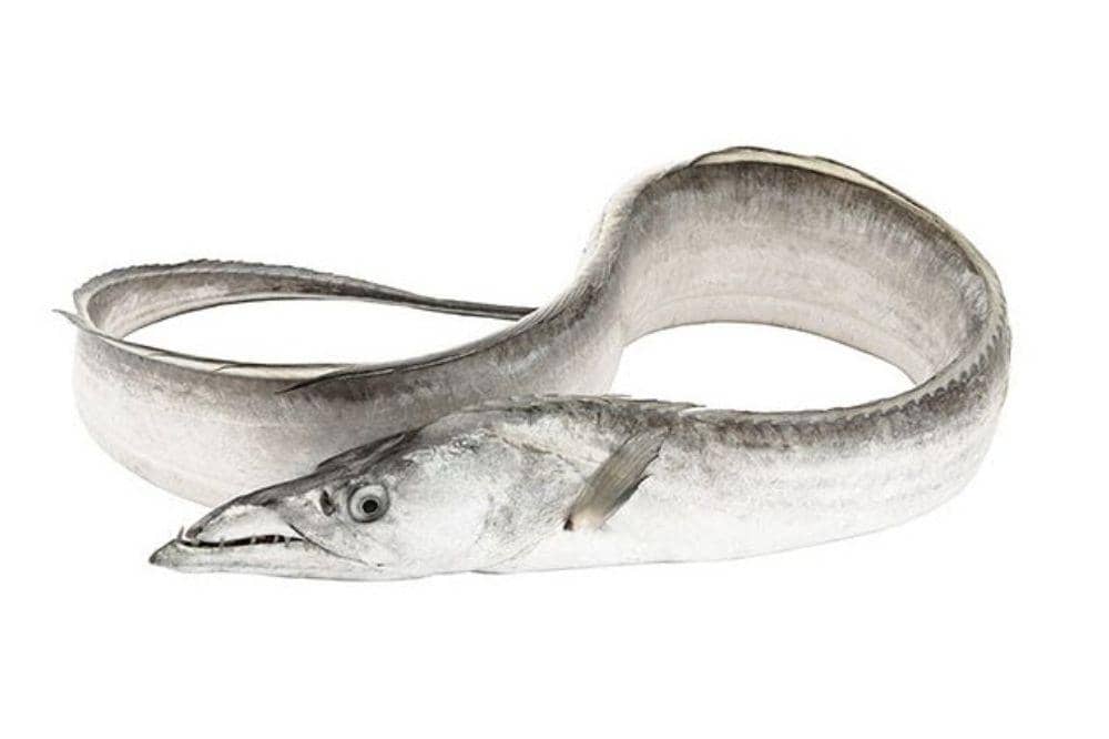 ikan layur
