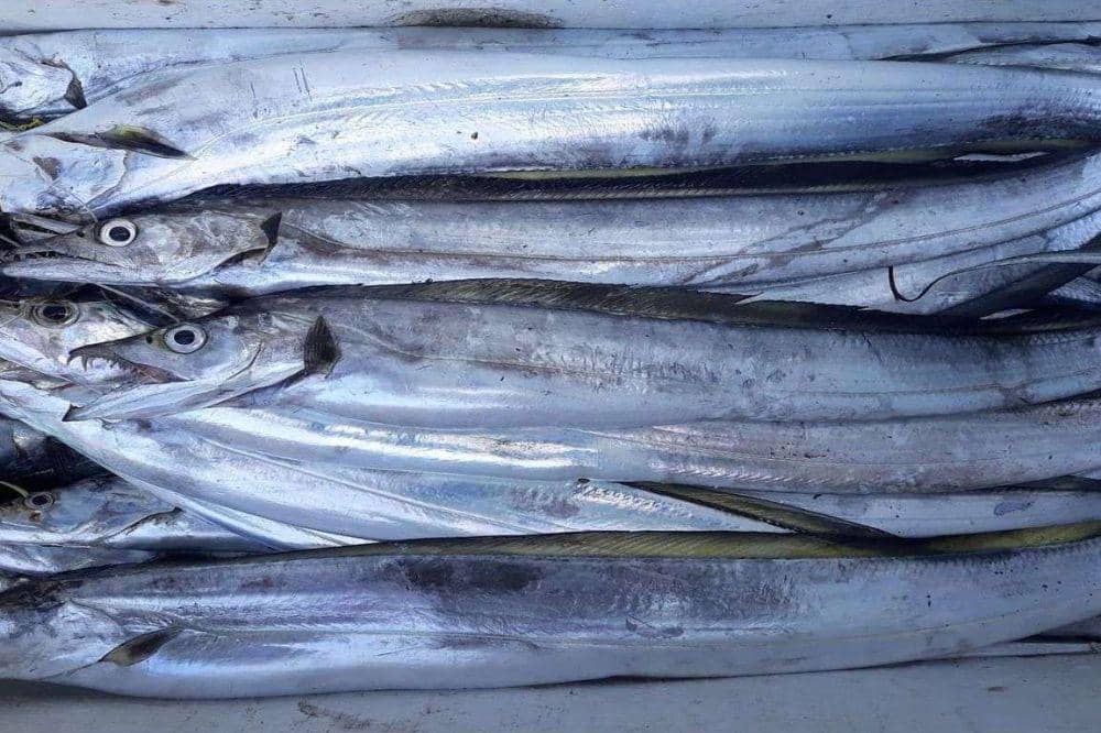Manfaat Ikan Layur, Jadi Makanan Mewah di Korea tapi Murah di Indonesia
