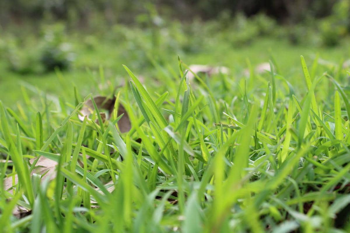 Bukan berarti bermain di rumput selalu berbahaya bagi anak
