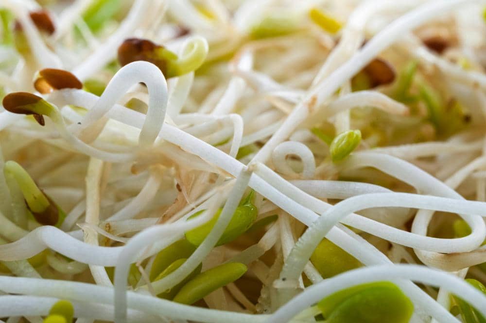 7 Manfaat Taoge untuk Ibu Hamil dan Aturan Aman Mengonsumsinya
