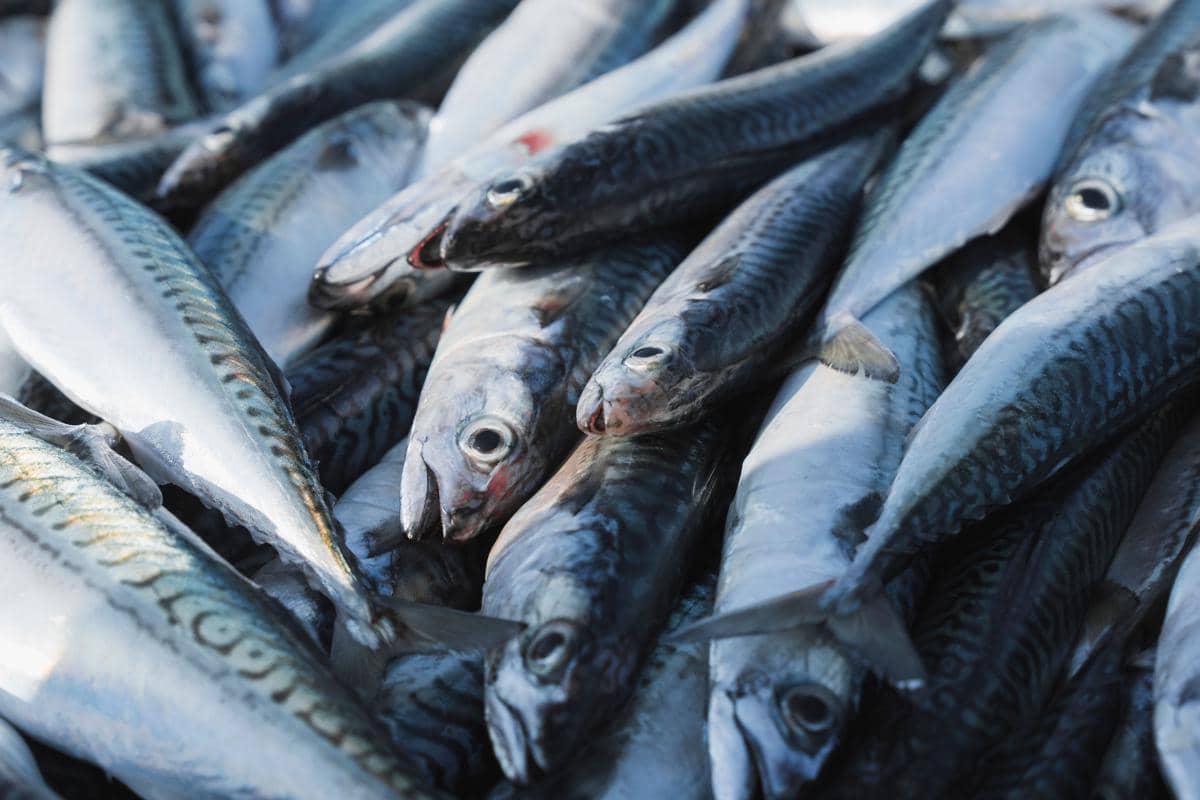 Ikan kembung