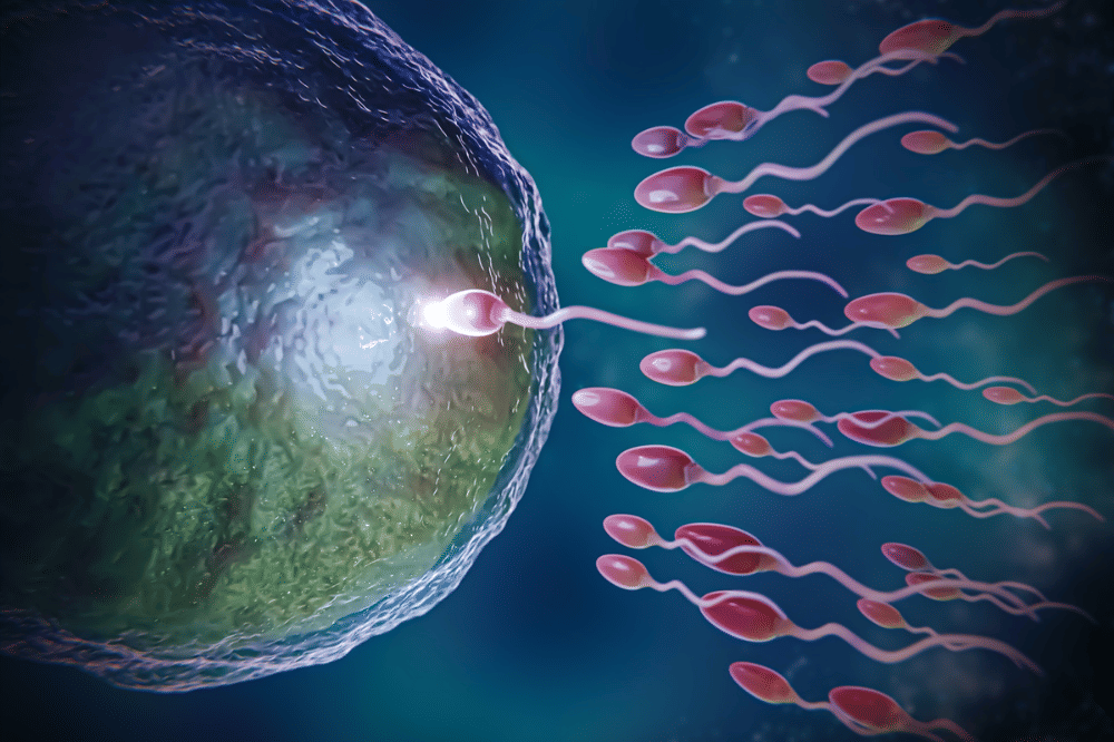 antibodi antisperma.png