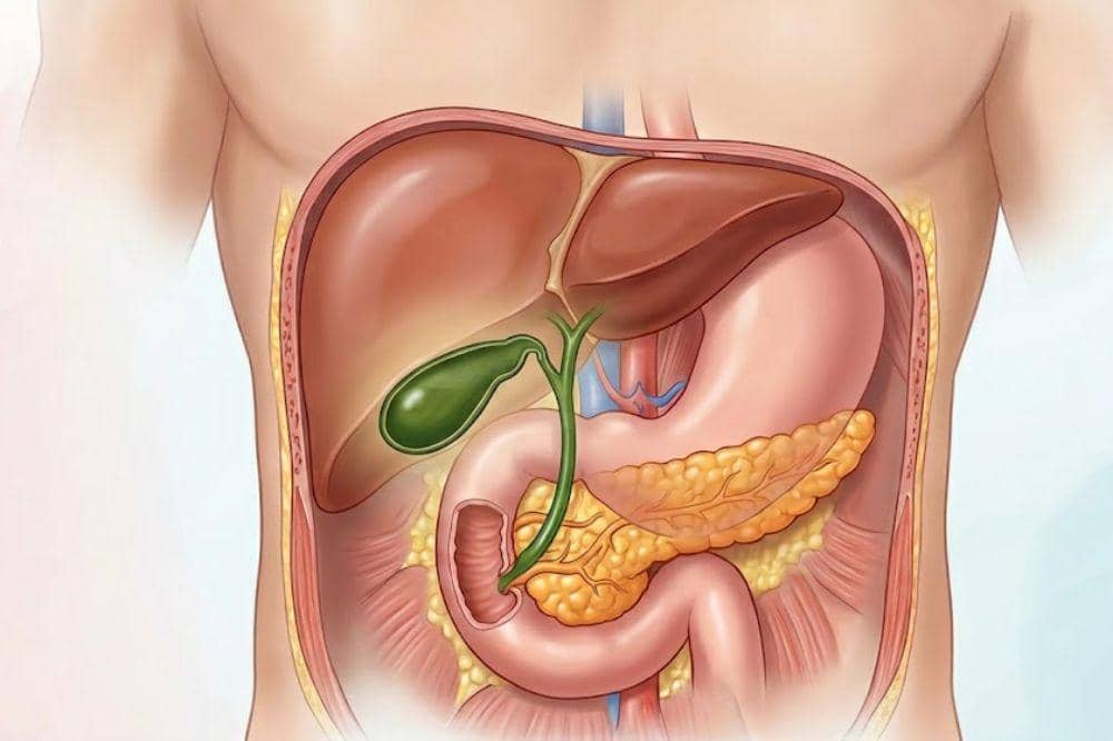 5 Fungsi Empedu Manusia, Bantu Jaga Pencernaan dalam Tubuh