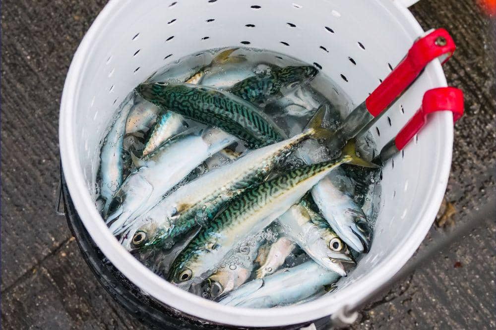 Ikan kembung baik untuk mencegah stunting