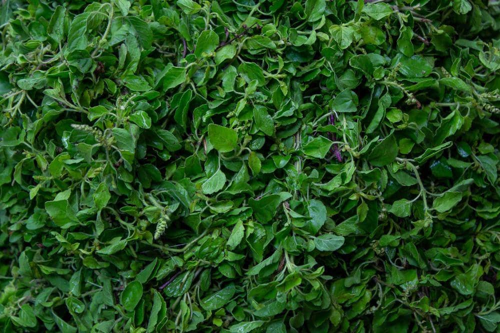 8 Manfaat Daun Kemangi, Cegah Kanker hingga Detoks Tubuh