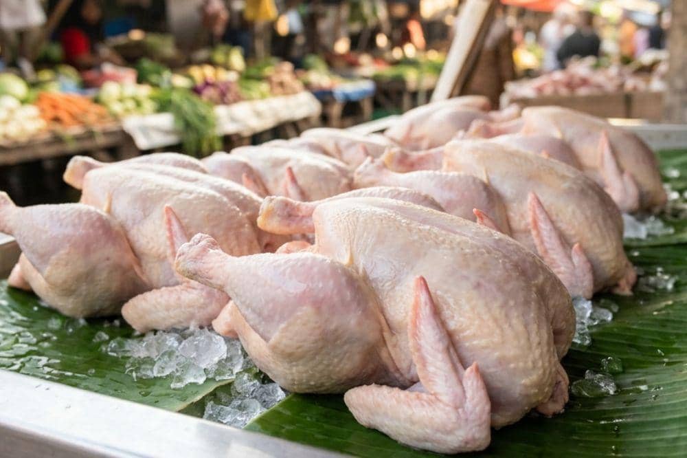 Perhatikan warna ayam