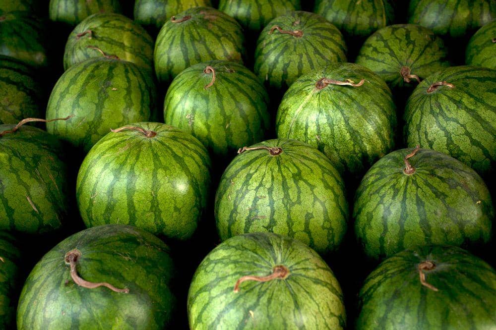 Mendengarkan gema suara lewat ketukan pada buah berkulit tebal
