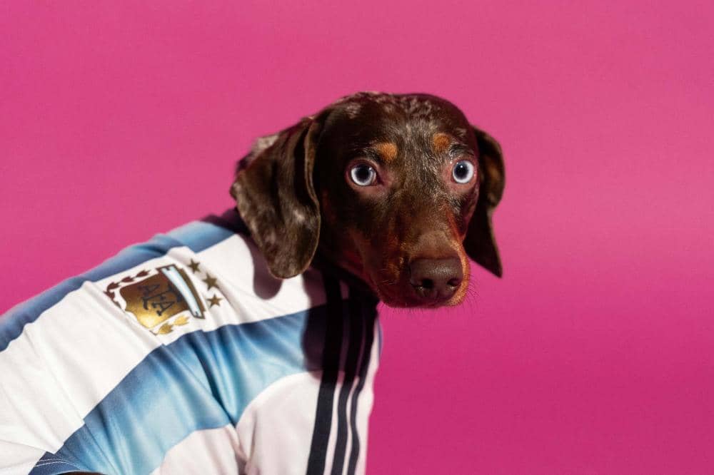 Adidas Luncurkan 'Pet Collection' FIFA World Cup 2026, Intip Detailnya Yuk!1.jpg