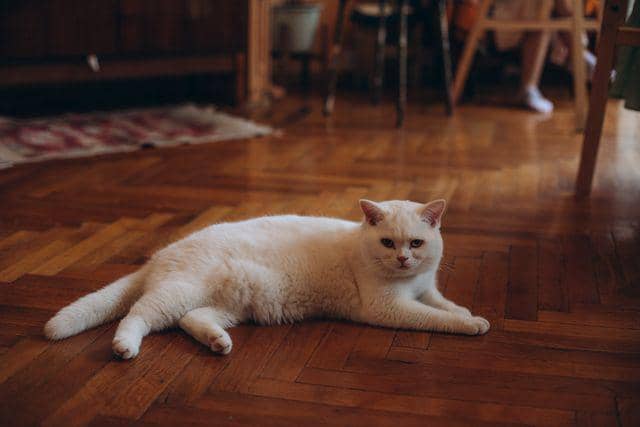 kucing