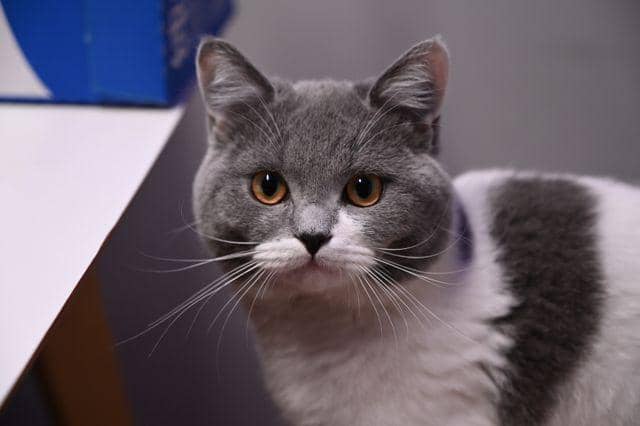 kucing
