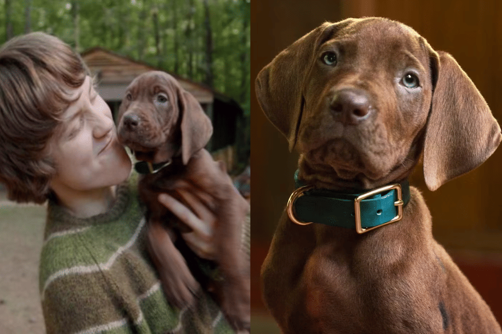 Menarik! Scooby-Doo Diperankan Anjing Asli di Live Action Terbaru