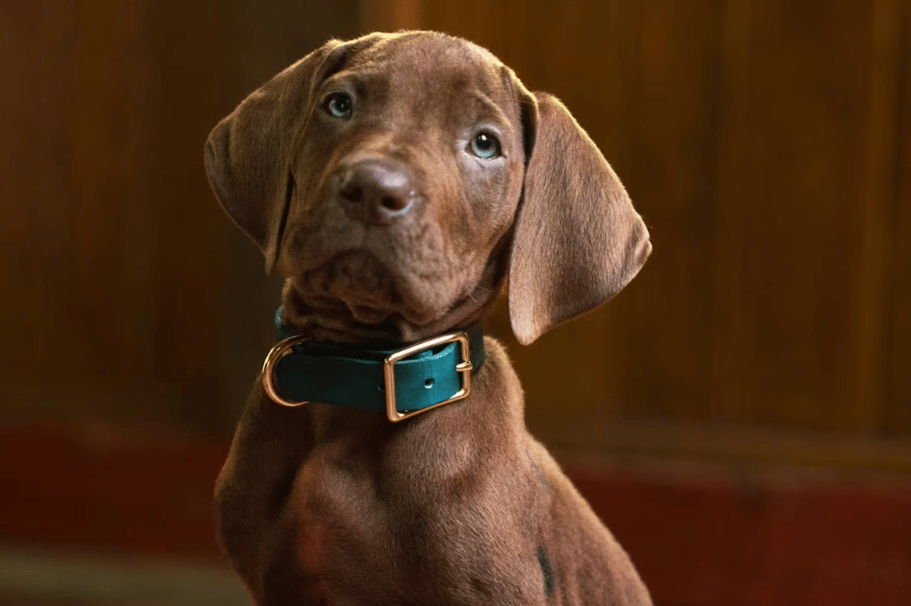Still Image ScoobyDoo 2.png
