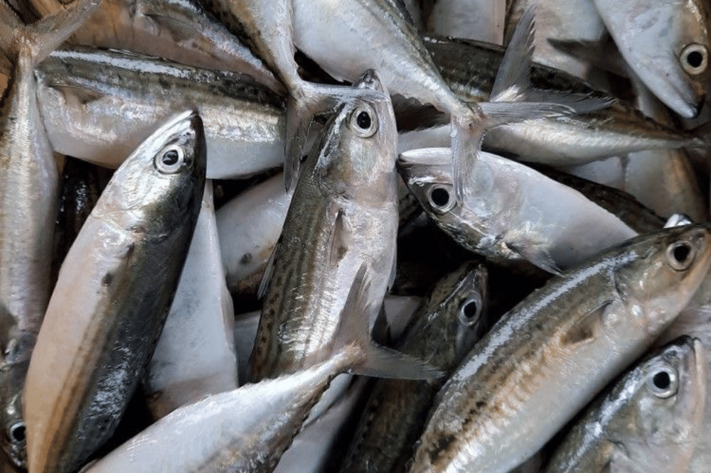 Ikan kembung
