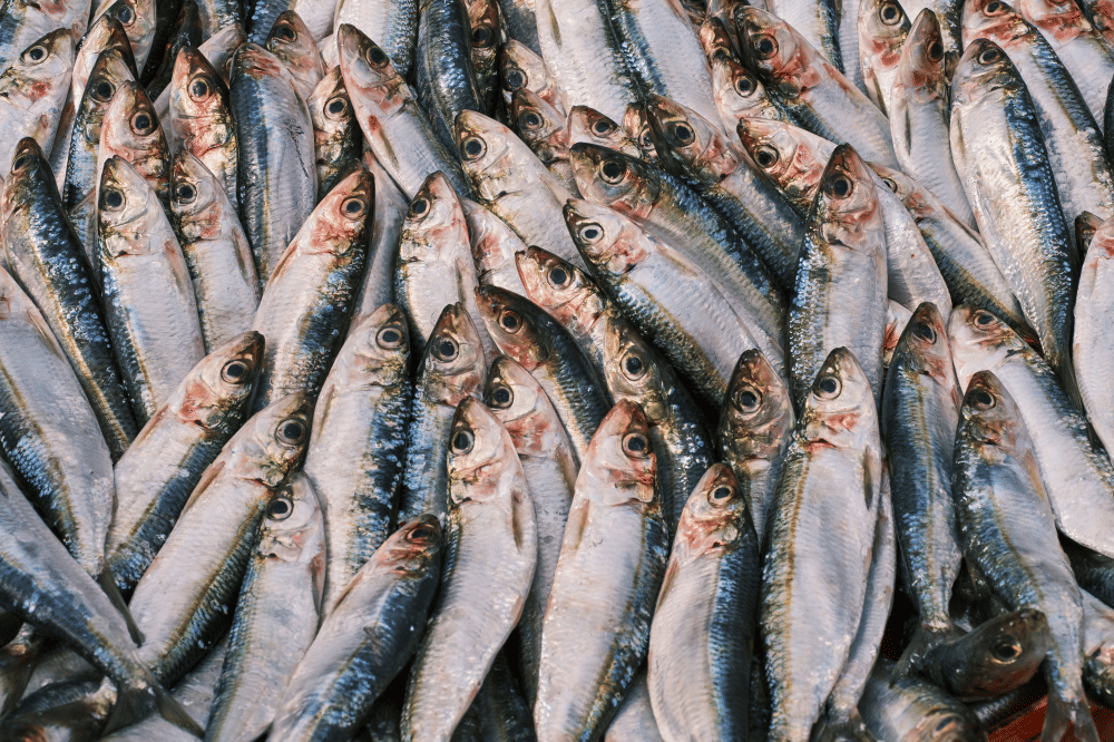 Ikan sarden