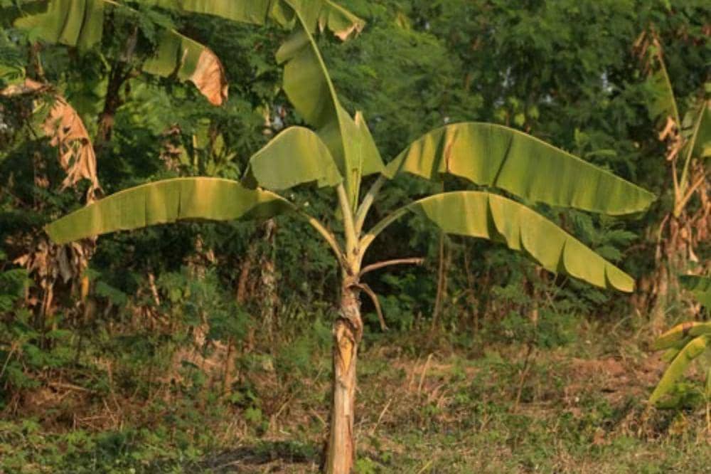 Selain Buahnya, Ini 4 Bagian Pohon Pisang yang Bisa Dimakan