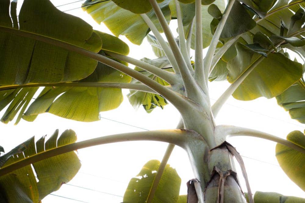 4 Bagian Pohon Pisang yang Bisa Dimakan