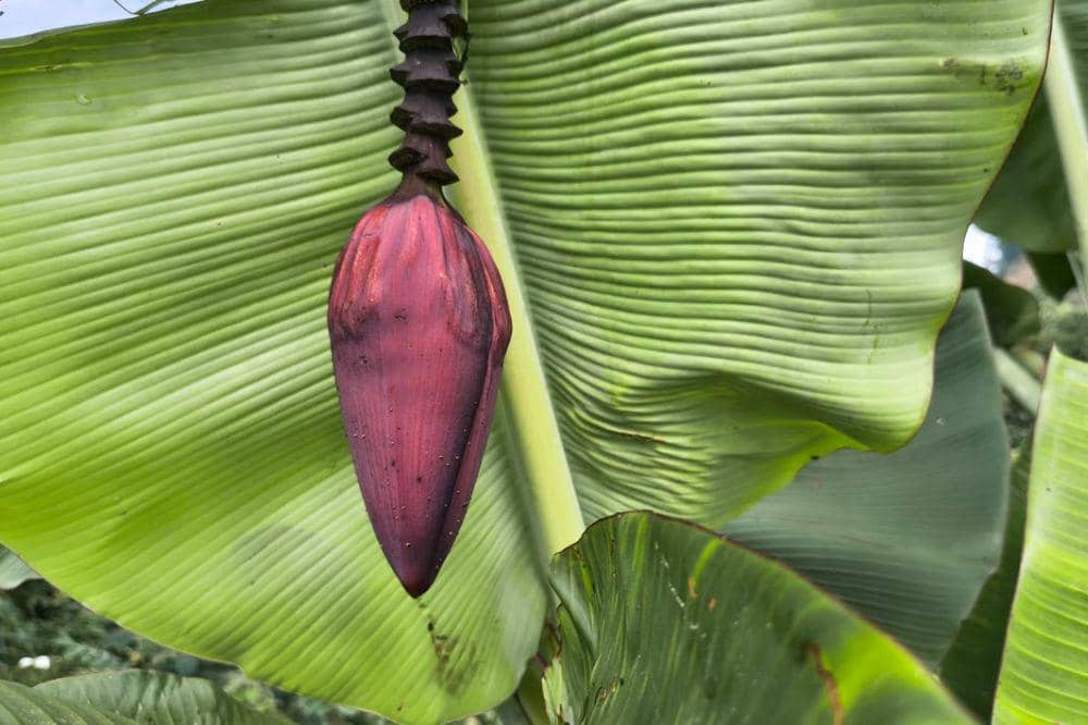 4 Bagian Pohon Pisang yang Bisa Dimakan