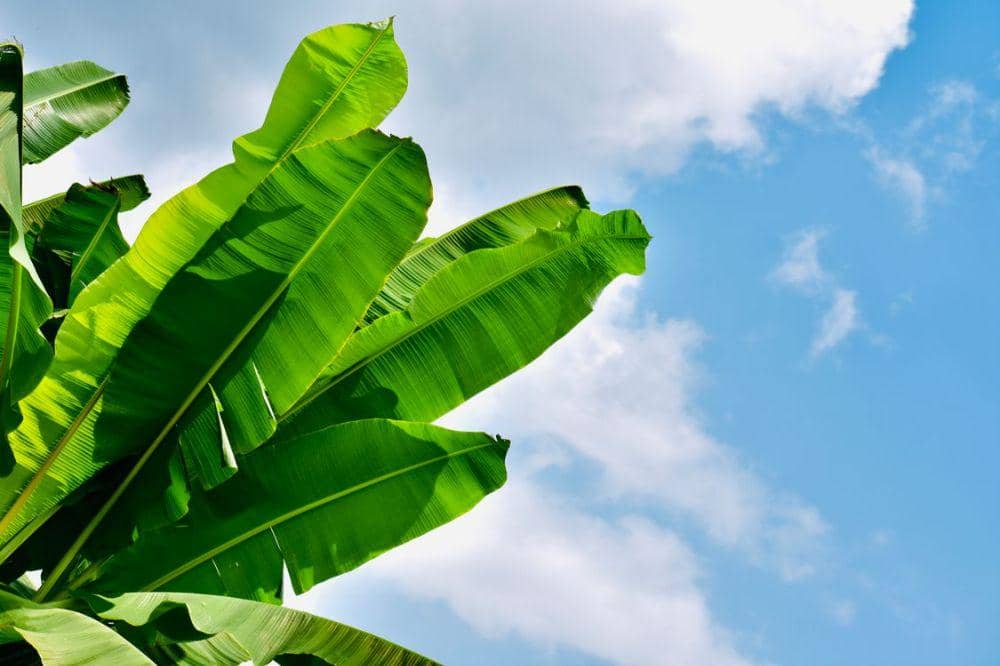 4 Bagian Pohon Pisang yang Bisa Dimakan