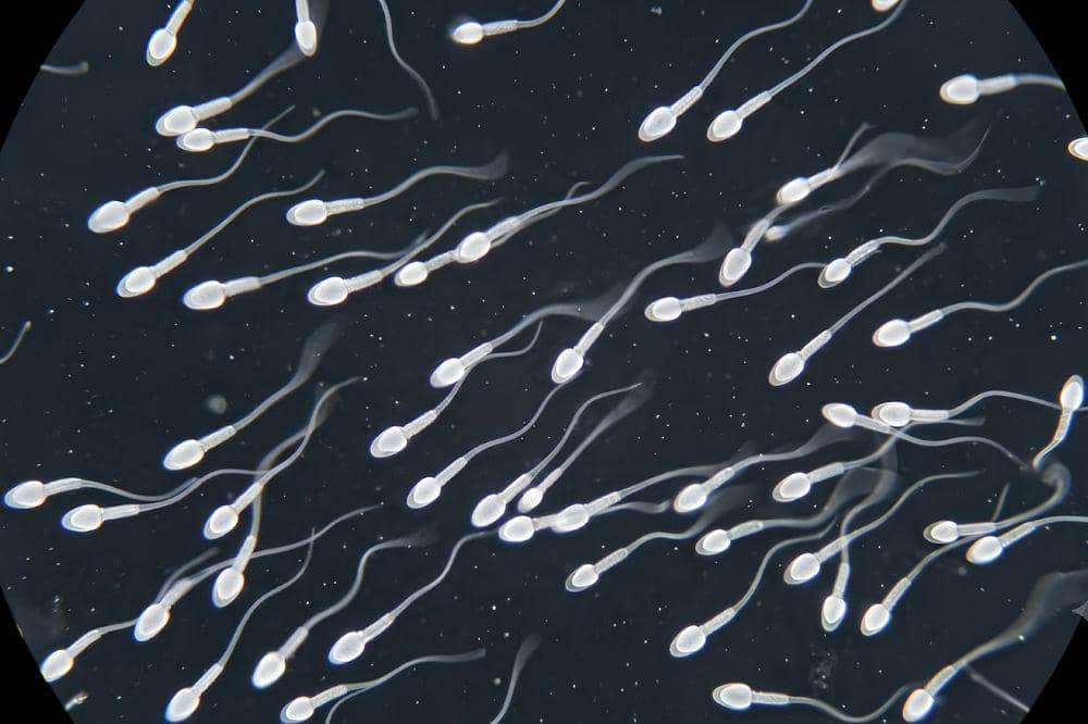 Berapa Lama Memperbaiki Kualitas Sperma?