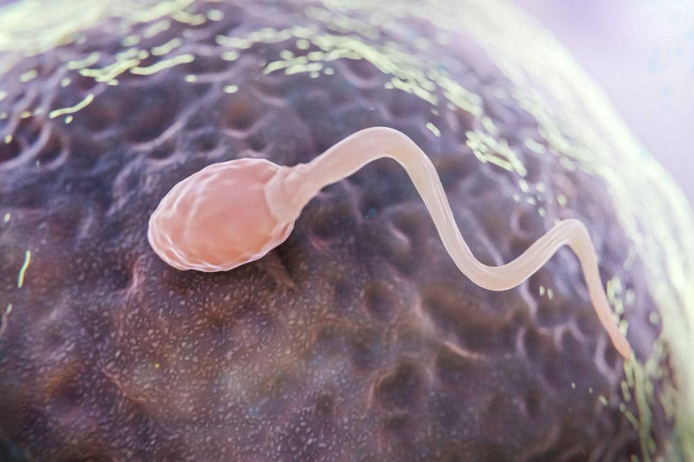 2. Oligozoospermia (Jumlah Sperma Sedikit atau di Bawah Standar).jpg