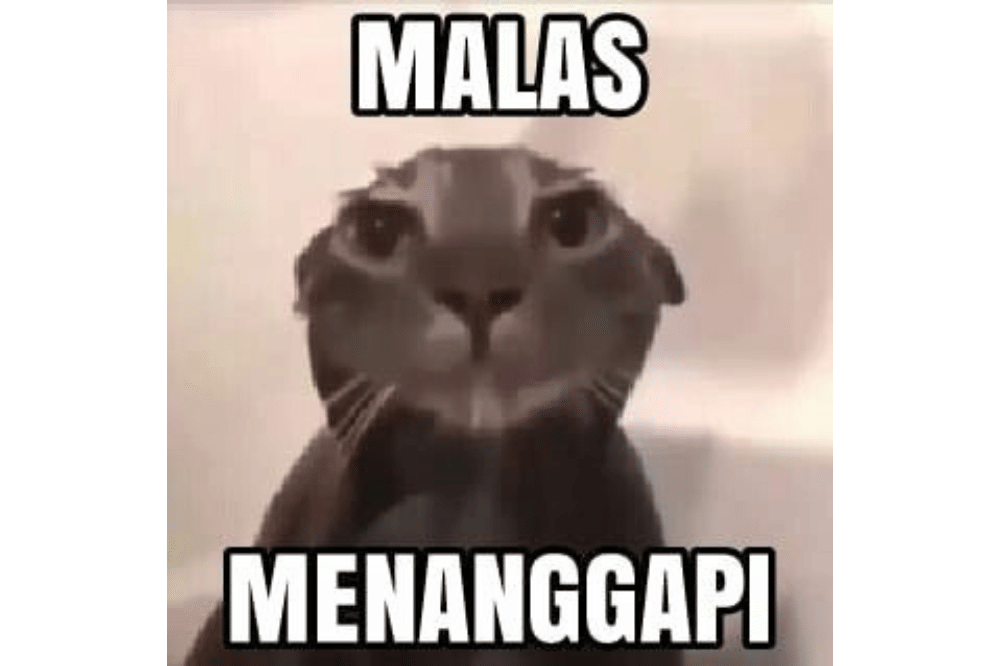 Meme Kucing Kecewa