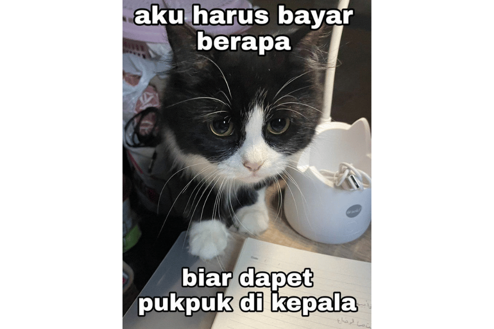 Meme Kucing Kecewa