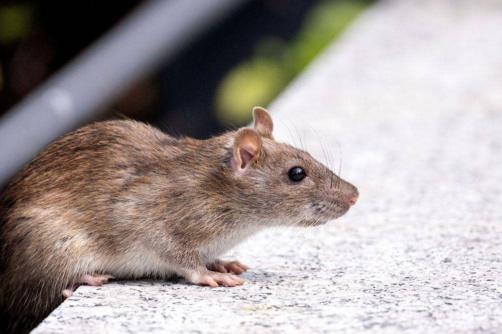 Waspada, Ini 5 Penyakit yang Ditularkan Melalui Tikus