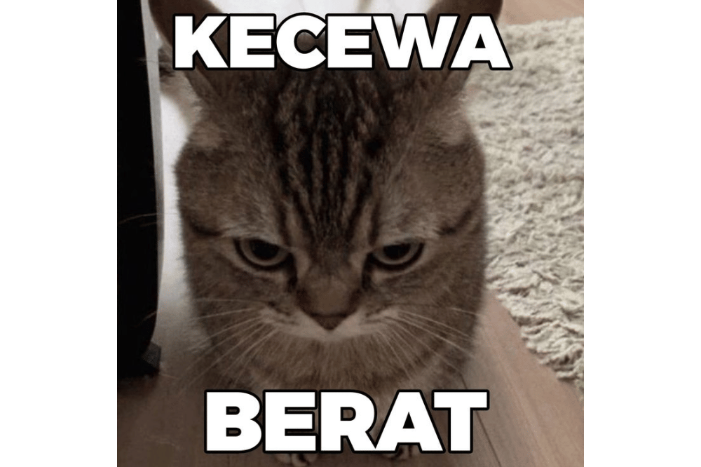 Meme Kucing Kecewa