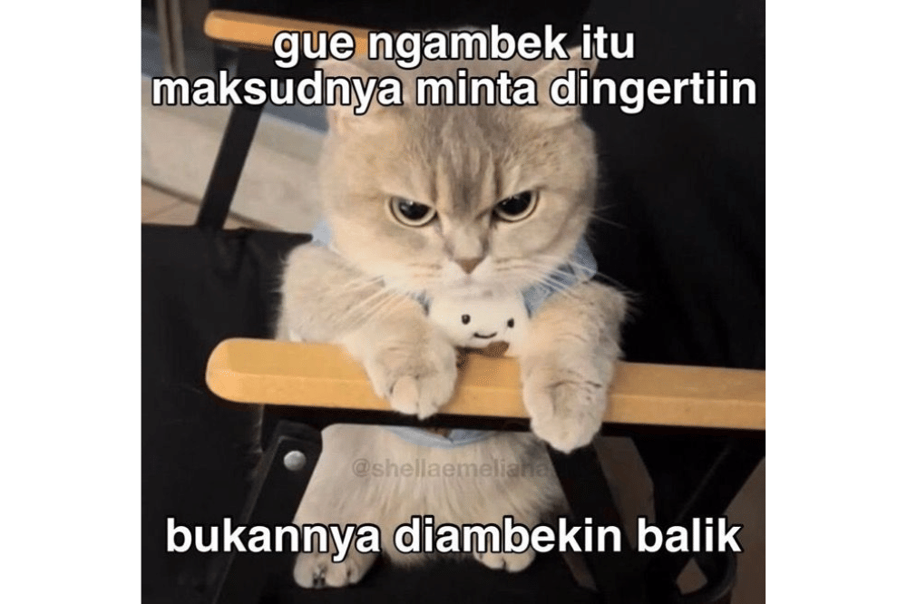 Meme Kucing Kecewa