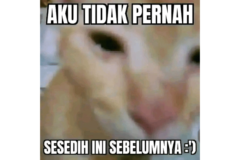 Meme Kucing Kecewa