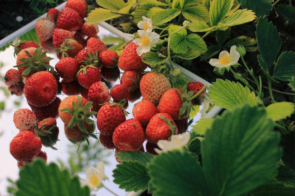 7 Resep Olahan Buah Stroberi, Manis dan Segar!