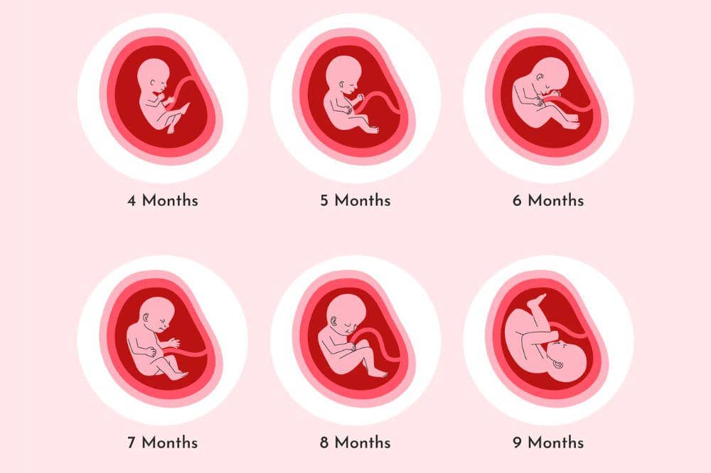 Plasenta merupakan organ penting yang terbentuk selama hamil