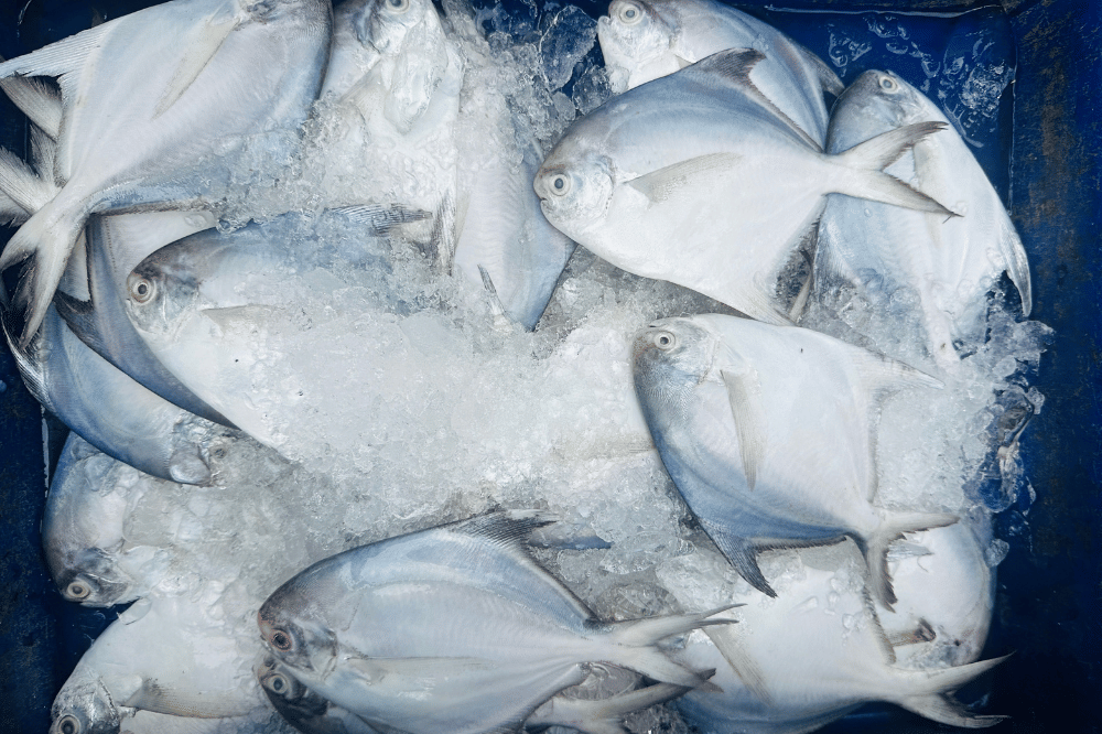 Ikan kuwe tidak mudah hancur ketika dimasak
