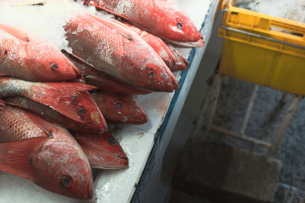 Ikan kakap memiliki kandungan protein tinggi namun rendah lemak
