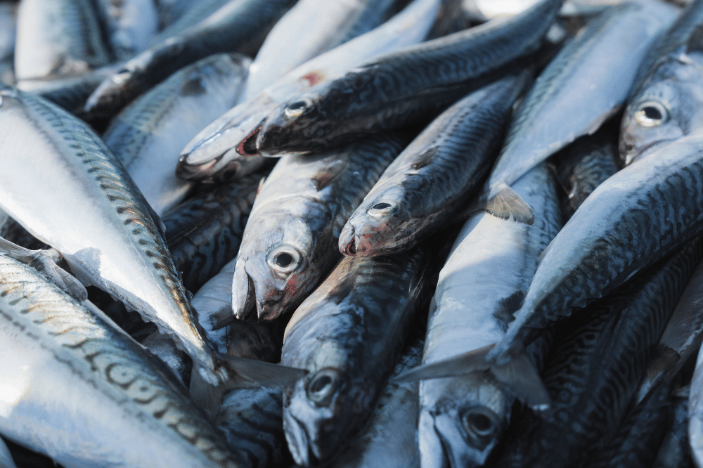 Ikan tenggiri dapat dibuat menjadi berbagai olahan makanan