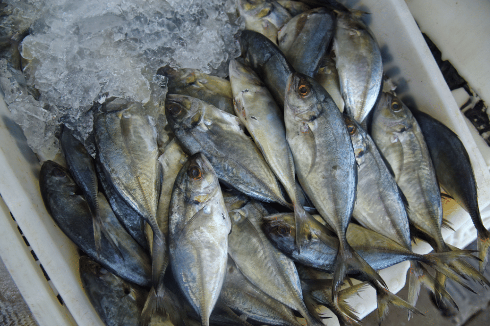Ikan kembung dapat membantu untuk perkembangan otak anak