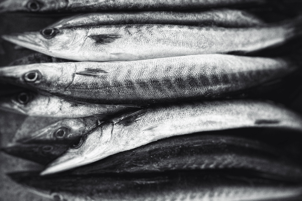 Ikan parang-parang mudah diolah untuk berbagai menu
