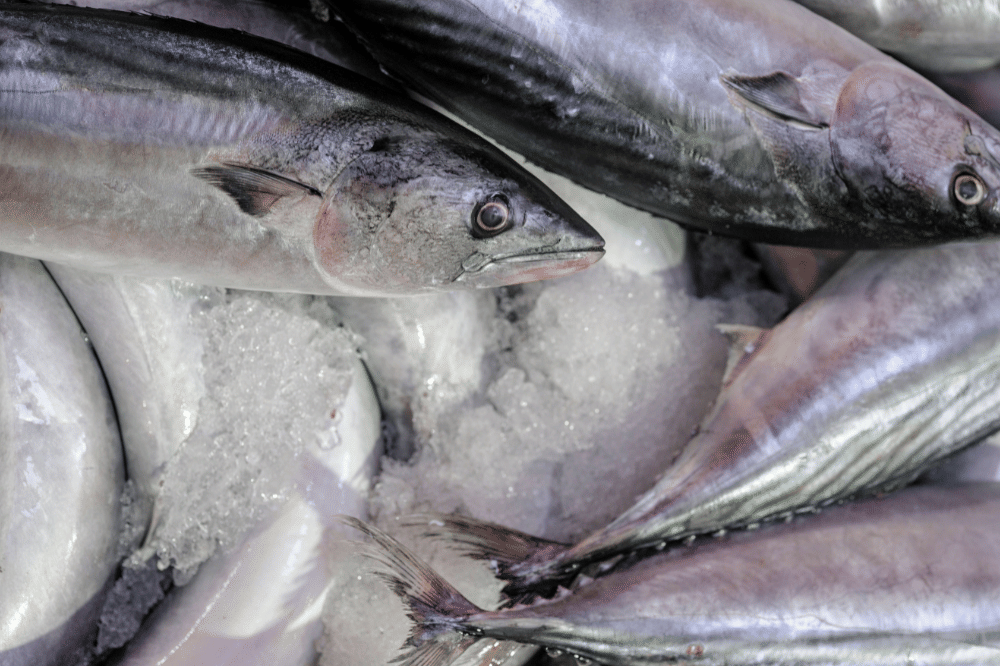 Ikan cakalang mengandung protein dan lemak yang sehat