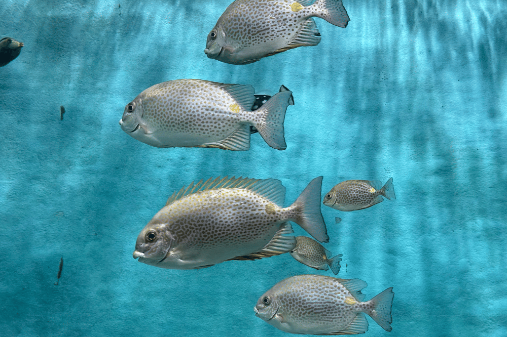 Ikan baronang cukup populer di wilayah pesisir Indonesia
