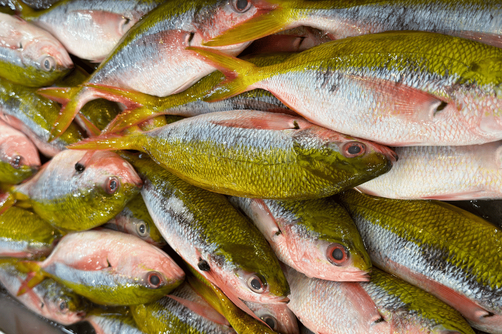 Ikan ekor kuning dapat ditemukan di pasar maupun supermarket