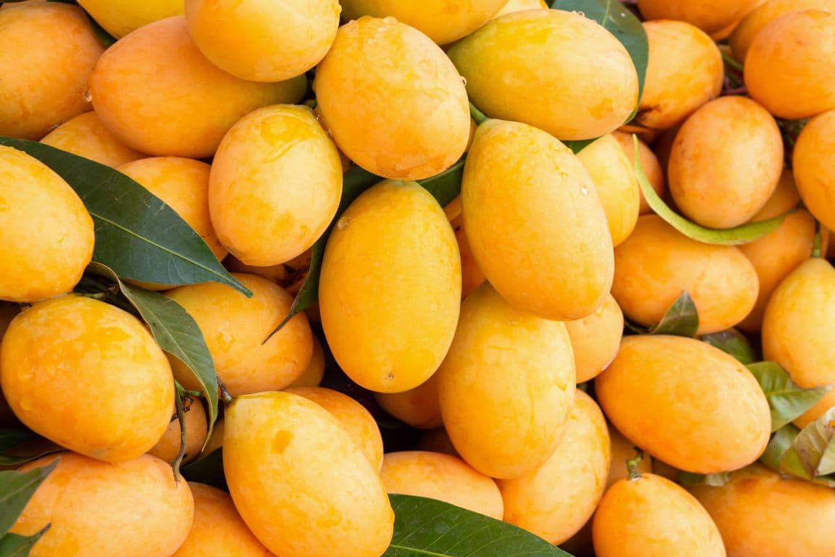 Mengenal Gandaria, Buah Asli Indonesia yang Hampir Punah