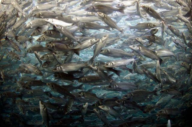 Bolehkah ibu hamil makan sashimi?