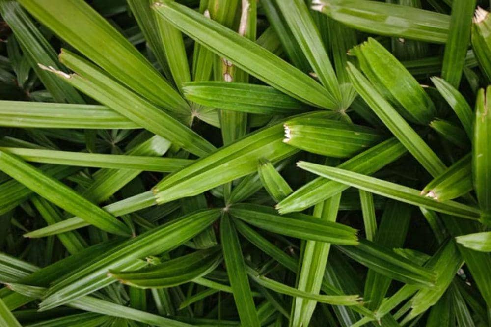 8 Manfaat Daun Pandan untuk Kesehatan, Bisa Kontrol Gula Darah!