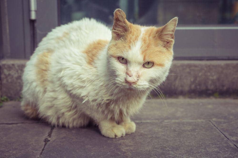 6 Bahaya Kucing Terkena Panleu