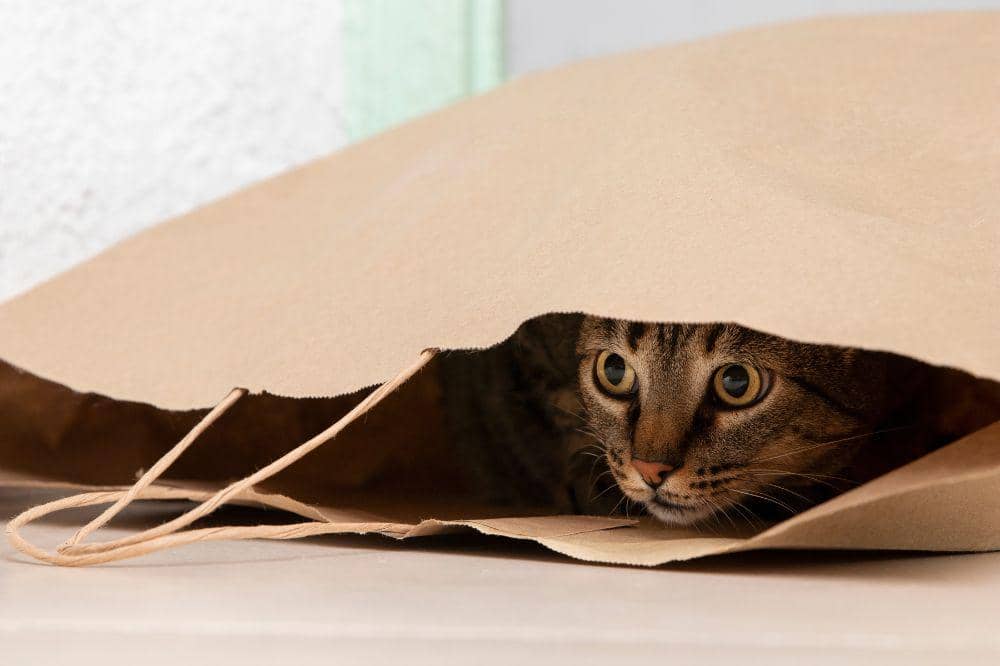9 Ciri Kucing Terkena Panleu