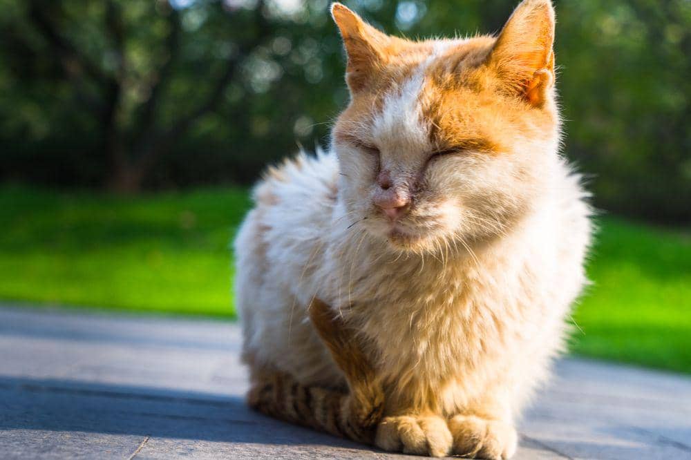 6 Bahaya Kucing Terkena Panleu