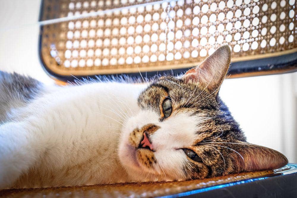 6 Bahaya Kucing Terkena Panleu