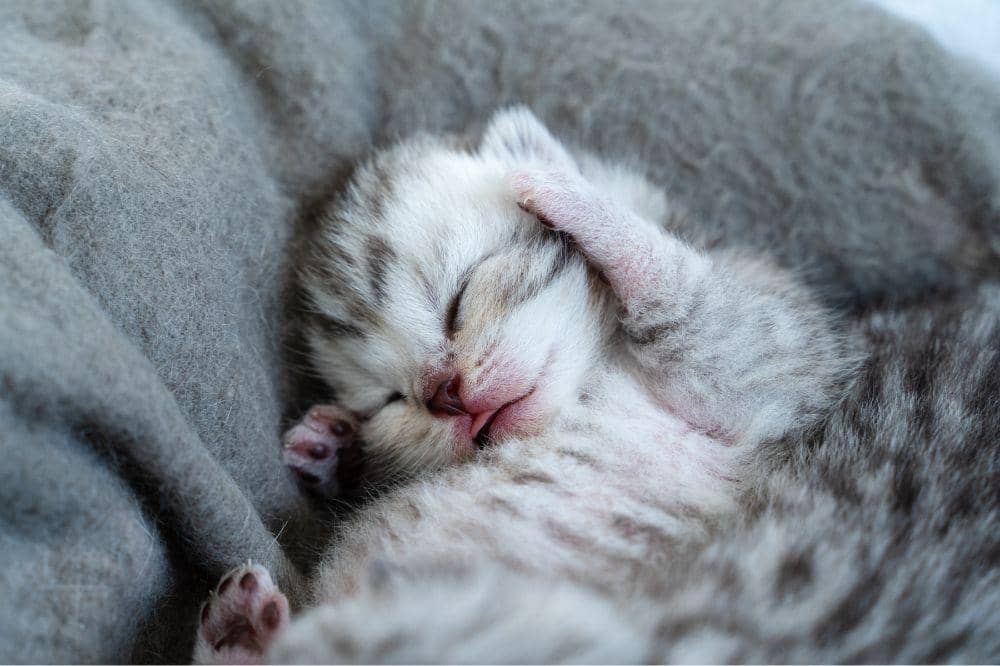 6 Bahaya Kucing Terkena Panleu
